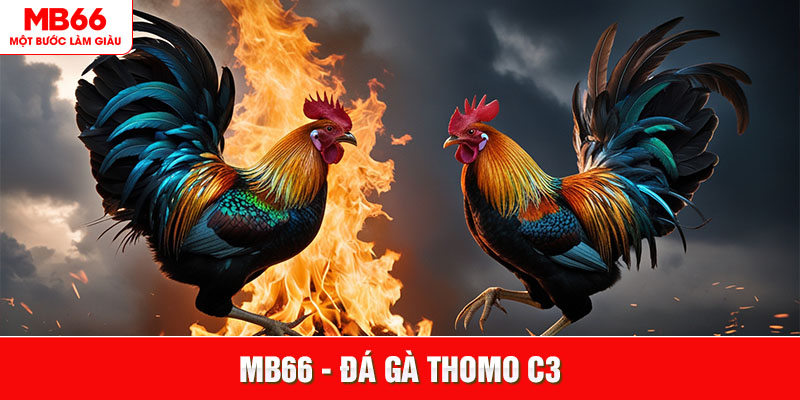 Đá Gà Thomo C3 MB66