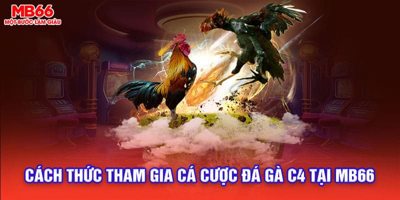 Hướng dẫn cách cược đá gà c4 tại nhà cái MB66