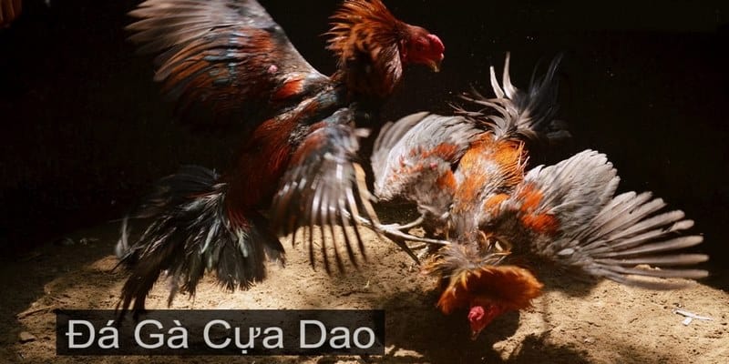 Quy định thi đấu trong đá gà cựa dao